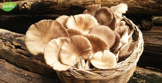 Why mushrooms are the new superfood